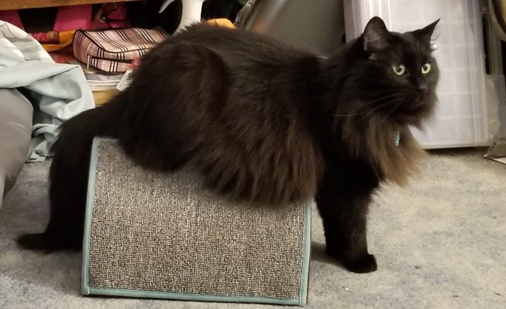 Quill on his scratch tube