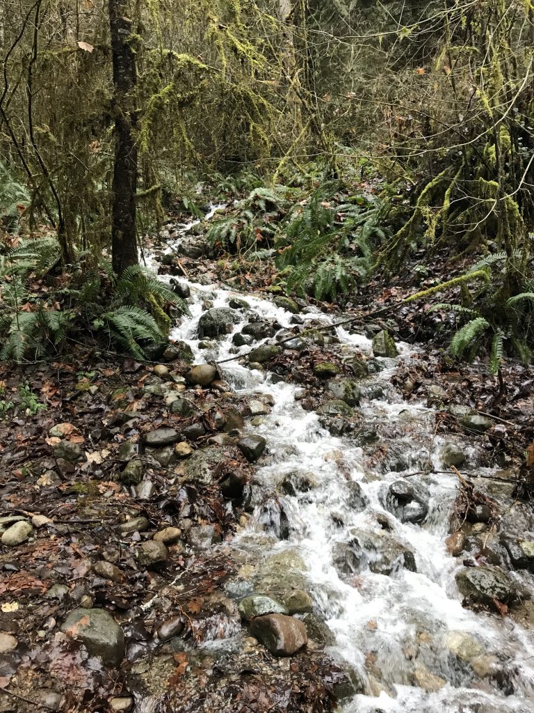 Cherry Valley Falls, near Duvall, WA.